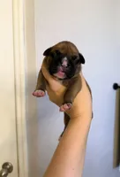 Sam, a male Boxer for sale in Naples, FL – Photo 1 of 2