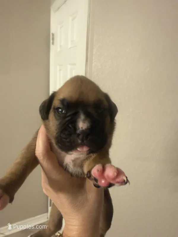 Sam – Boxer puppy for sale in Naples, FL