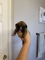 Sam, a male Boxer for sale in Naples, FL – Photo 2 of 2