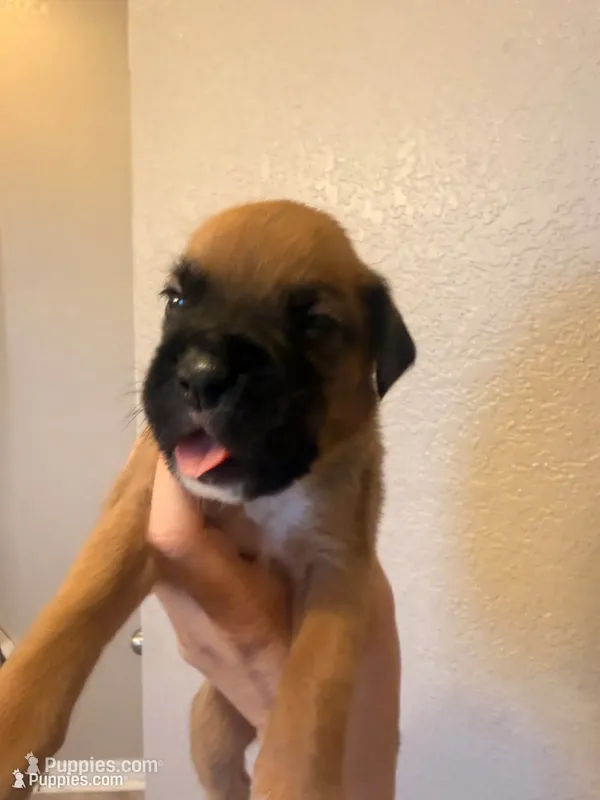 Captain America – Boxer puppy for sale in Cape Coral, FL