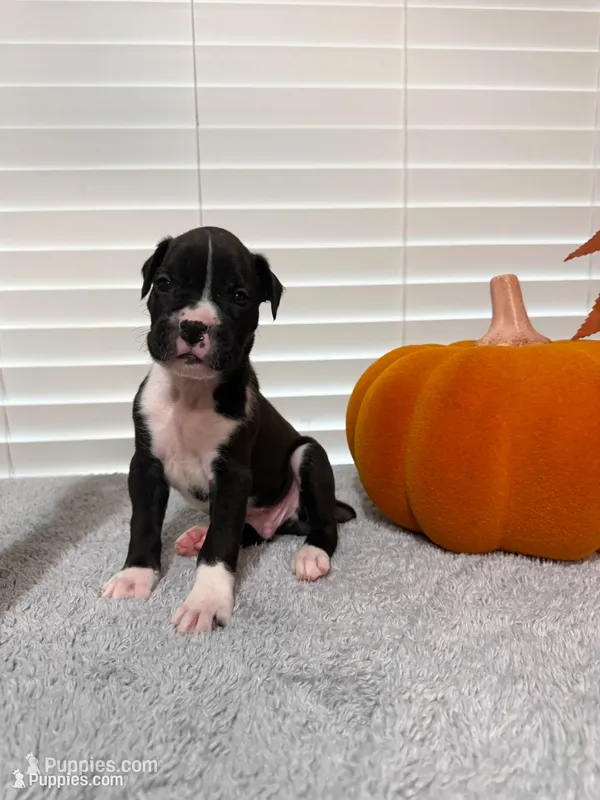 Wolverine – Boxer puppy for sale in Cape Coral, FL