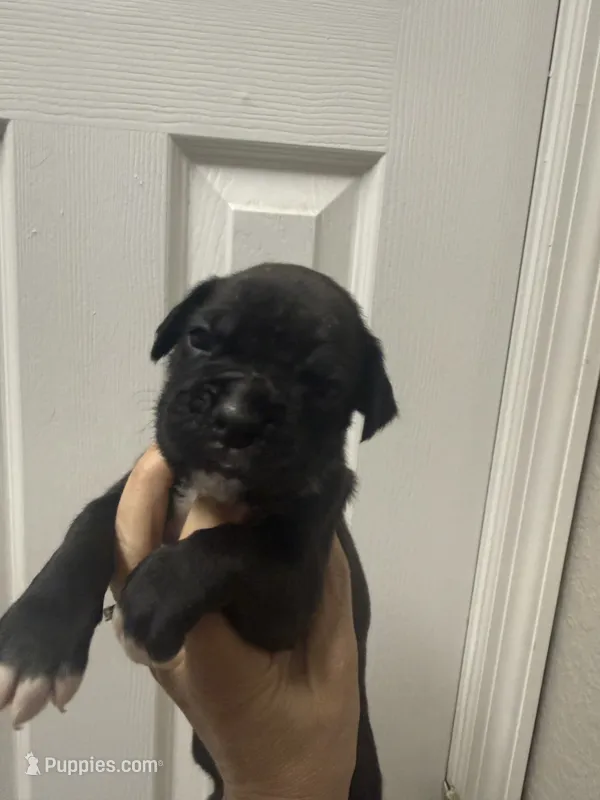 Black Widow  – Boxer puppy for sale in Cape Coral, FL