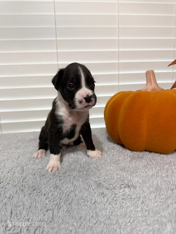 Iron Man – Boxer puppy for sale in Cape Coral, FL