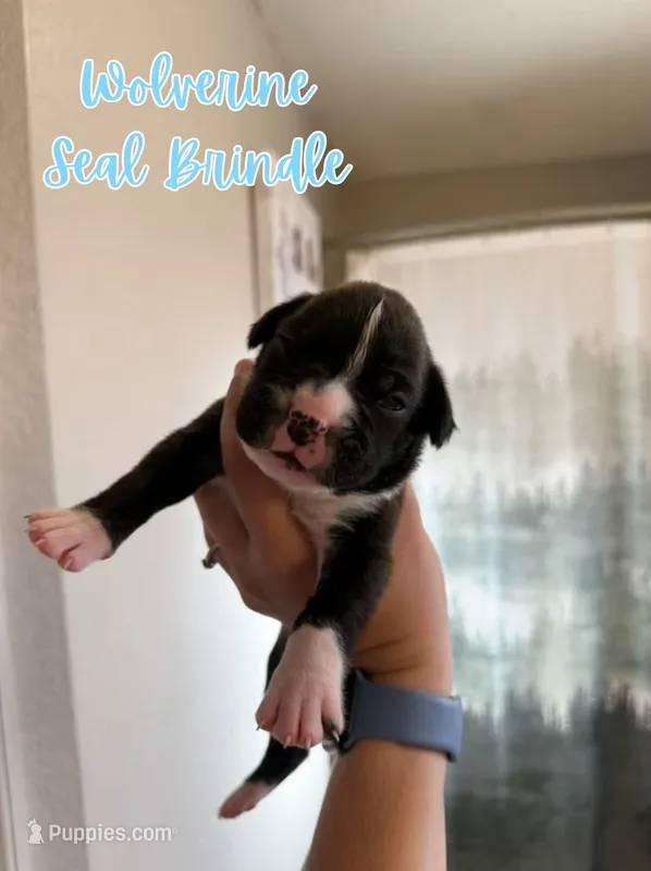 Wolverine – Boxer puppy for sale in Cape Coral, FL