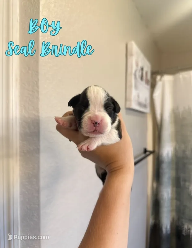 War Machine  – Boxer puppy for sale in Cape Coral, FL