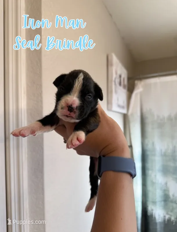 Iron Man – Boxer puppy for sale in Cape Coral, FL
