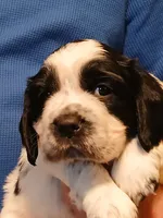 processed/66e7827d-7ca0-4039-9254-167caf792a71/listing/d452bf7b-a5d3-41a2-b6a9-c22facd539b4/2dde7ce9-913f-40ca-893d-ca8e0b71203e