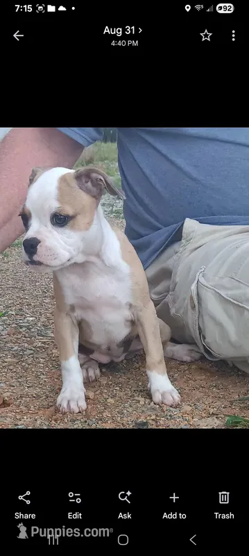 Female 2 – Olde Boston Bulldogge puppy for sale in Lexington, VA