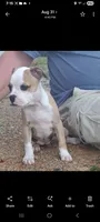 Female 2, a female Olde Boston Bulldogge for sale in Lexington, VA – 1 of 2