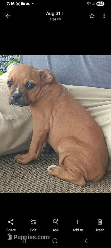 Female 1 – Olde Boston Bulldogge puppy for sale in Lexington, VA