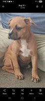 Female 1, a female Olde Boston Bulldogge for sale in Lexington, VA – 2 of 2