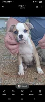 Female 2, a female Olde Boston Bulldogge for sale in Lexington, VA – 2 of 2