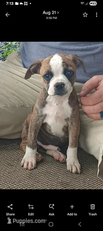 Male 1 – Olde Boston Bulldogge puppy for sale in Lexington, VA
