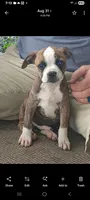 Male 1, a male Olde Boston Bulldogge for sale in Lexington, VA – 1 of 1