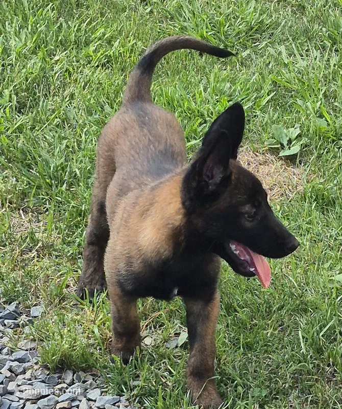 N/A – Belgian Malinois puppy for sale in New London, NC