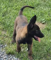 N/A, a female Belgian Malinois for sale in New London, NC – 1 of 1