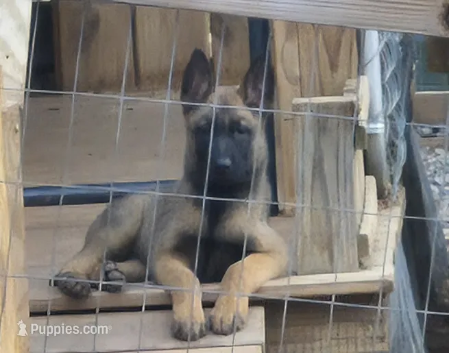 N/A – Belgian Malinois puppy for sale in New London, NC