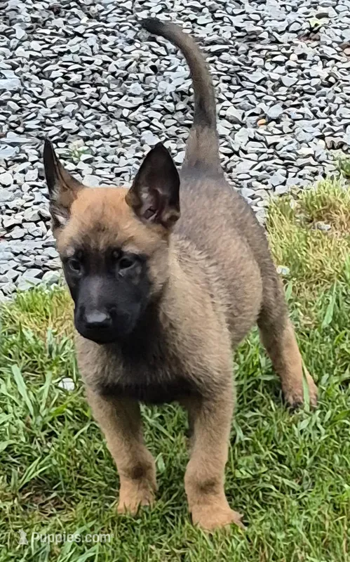 N/A – Belgian Malinois puppy for sale in New London, NC