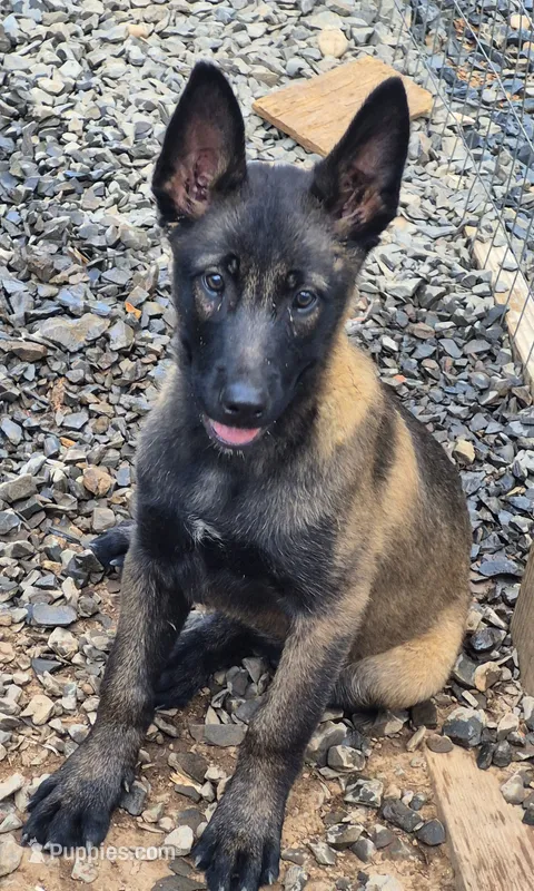 N/A – Belgian Malinois puppy for sale in New London, NC
