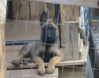 N/A, a male Belgian Malinois for sale in New London, NC – 2 of 2