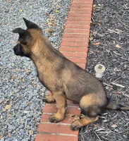 N/A, a male Belgian Malinois for sale in New London, NC – 1 of 2