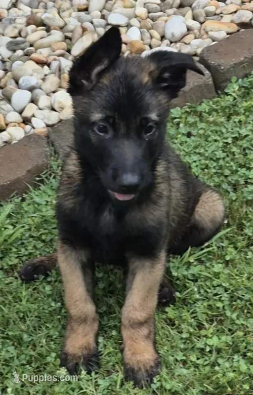 N/A – Belgian Malinois puppy for sale in New London, NC