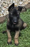 N/A, a male Belgian Malinois for sale in New London, NC – 1 of 1
