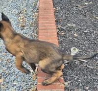 N/A, a male Belgian Malinois for sale in New London, NC – 2 of 2