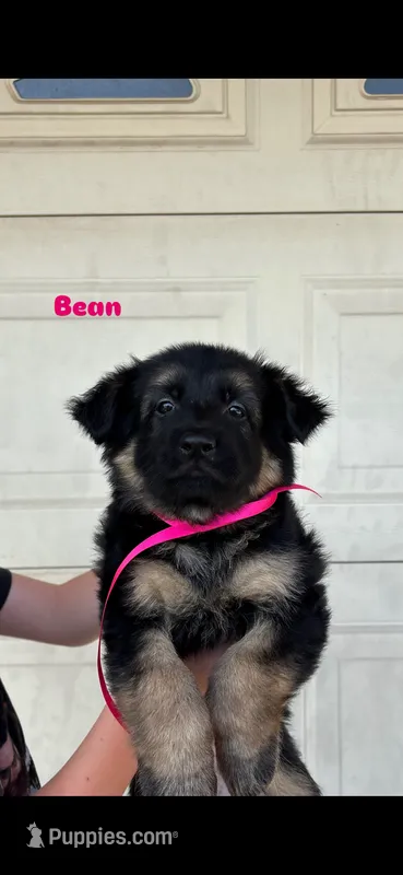 Bean – German Shepherd Dog puppy for sale in Riverside, CA