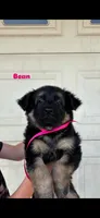 Bean, a female German Shepherd Dog for sale in Riverside, CA – 1 of 3