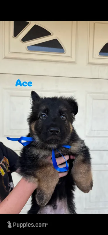 Ace – German Shepherd Dog puppy for sale in Riverside, CA