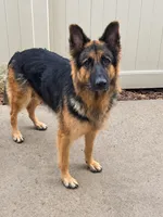 Mocha, a female German Shepherd Dog for sale in Riverside, CA – 3 of 3