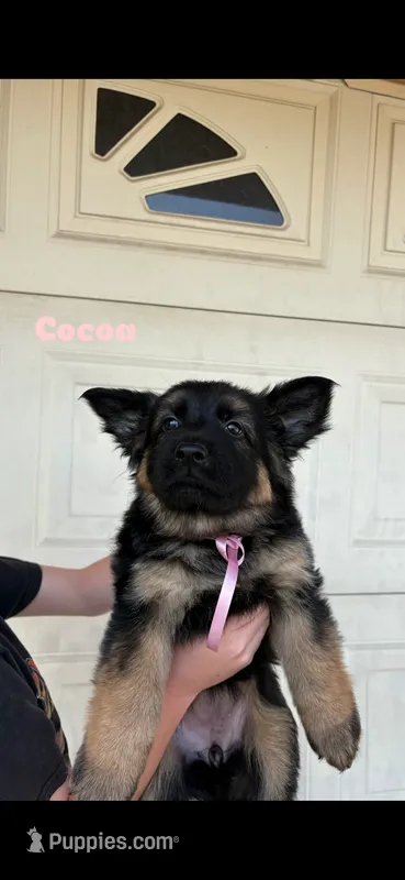 Cocoa – German Shepherd Dog puppy for sale in Riverside, CA