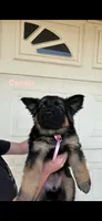 Cocoa, a female German Shepherd Dog for sale in Riverside, CA – 1 of 3