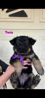 Twix, a female German Shepherd Dog for sale in Riverside, CA – 1 of 3