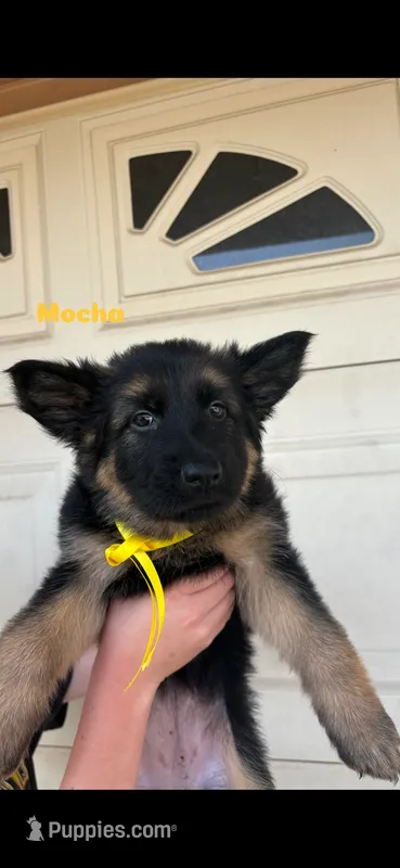 Mocha – German Shepherd Dog puppy for sale in Riverside, CA