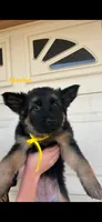 Mocha, a female German Shepherd Dog for sale in Riverside, CA – 1 of 3