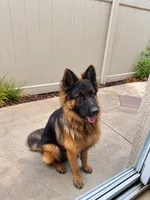 Mocha, a female German Shepherd Dog for sale in Riverside, CA – 2 of 3