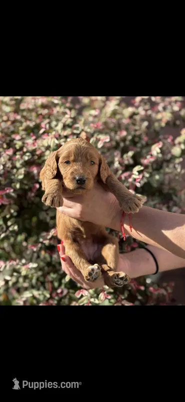 Goldendoodle , a female Goldendoodle for sale in Los Angeles, CA – Photo 1 of 1