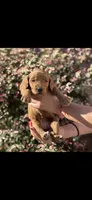 Goldendoodle , a female Goldendoodle for sale in Los Angeles, CA – 1 of 1