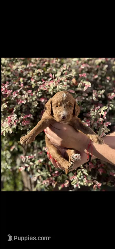 Goldendoodle  – Goldendoodle puppy for sale in Los Angeles, CA