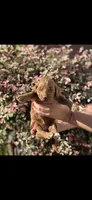 Goldendoodle, a female Goldendoodle for sale in Los Angeles, CA – 1 of 1