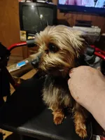 Lucky, a male Yorkshire Terrier for sale in Bolivar, MO – Photo 7 of 8