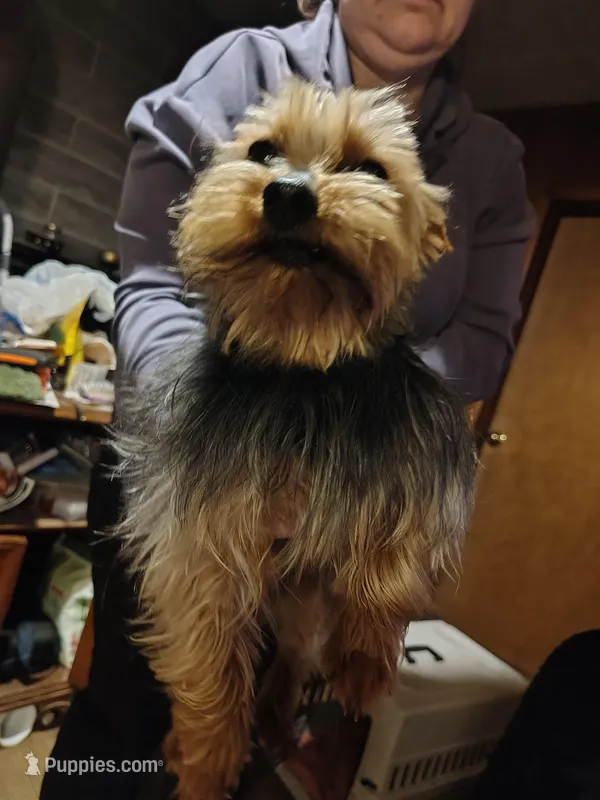 Lucky, a male Yorkshire Terrier for sale in Bolivar, MO – Photo 1 of 8