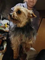 Lucky, a male Yorkshire Terrier for sale in Bolivar, MO – Photo 2 of 8