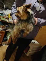Lucky, a male Yorkshire Terrier for sale in Bolivar, MO – Photo 3 of 8
