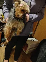 Lucky, a male Yorkshire Terrier for sale in Bolivar, MO – Photo 8 of 8