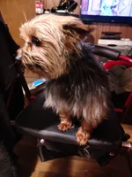 Lucky, a male Yorkshire Terrier for sale in Bolivar, MO – Photo 5 of 8