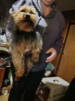 Lucky, a male Yorkshire Terrier for sale in Bolivar, MO – Photo 6 of 8