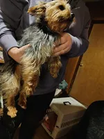 Lucky, a male Yorkshire Terrier for sale in Bolivar, MO – Photo 4 of 8